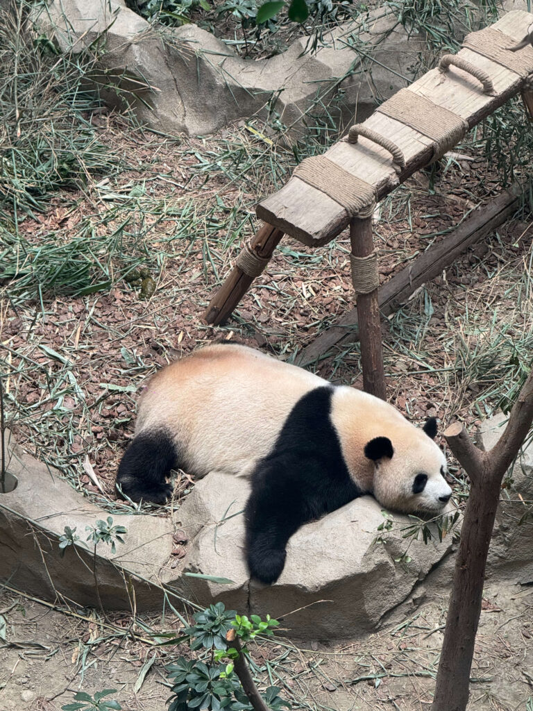 chengdu, jiuzhaigou e xining parque dos pandas