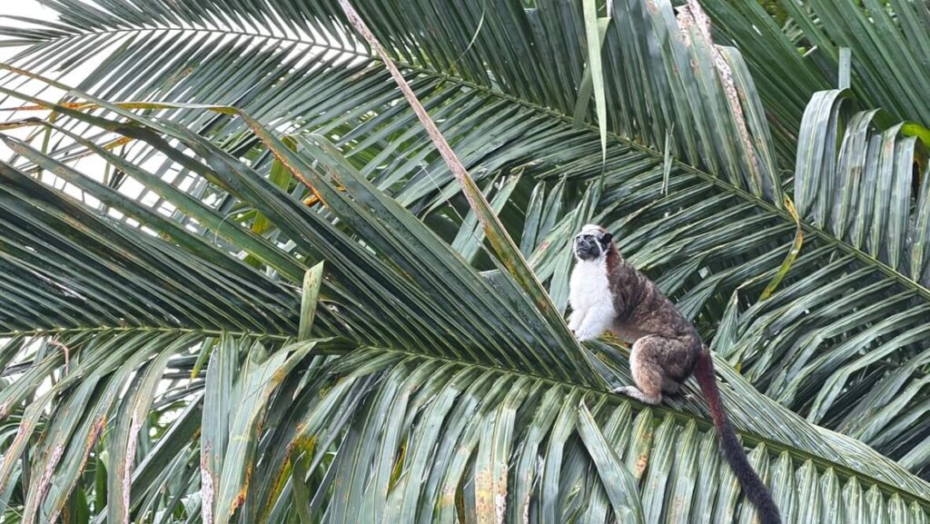 lago gatun panamá